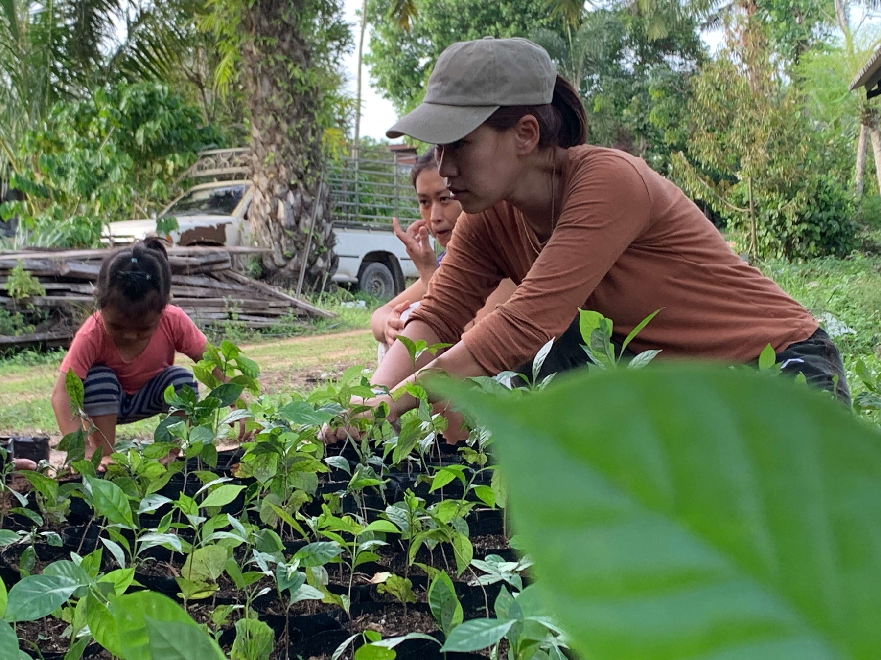 18 Months in the Soil: Nurturing 500 New Fine Robusta Trees at Nine North Lake