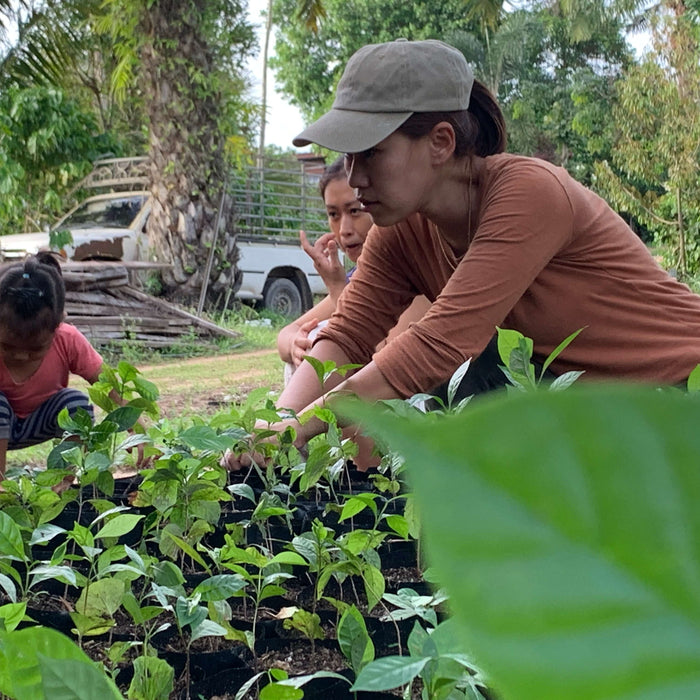 18 Months in the Soil: Nurturing 500 New Fine Robusta Trees at Nine North Lake