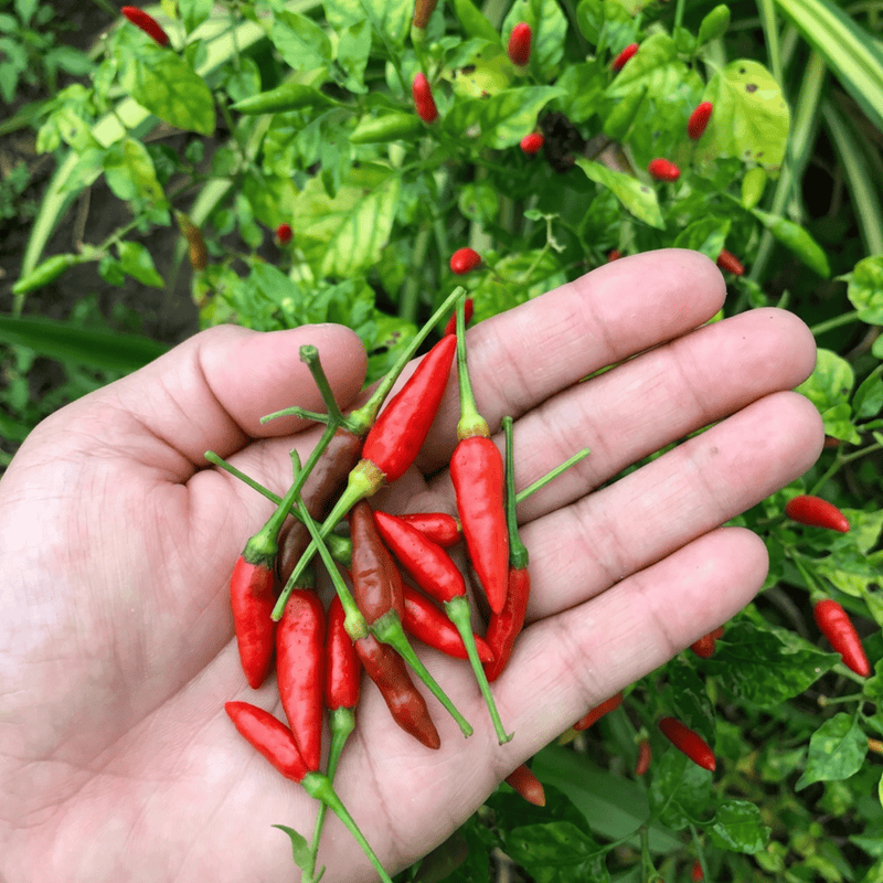 Southern Thai Cascara "Hot Honey" Infusion Kit