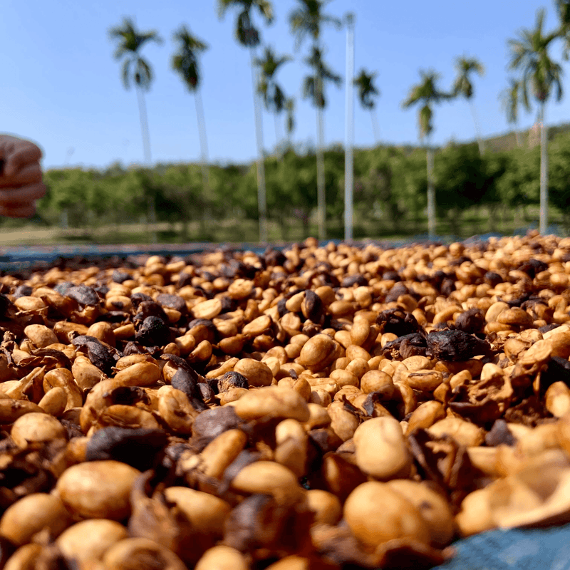 Premium Farm-Direct Specialty Fine Robusta (Whole Bean)