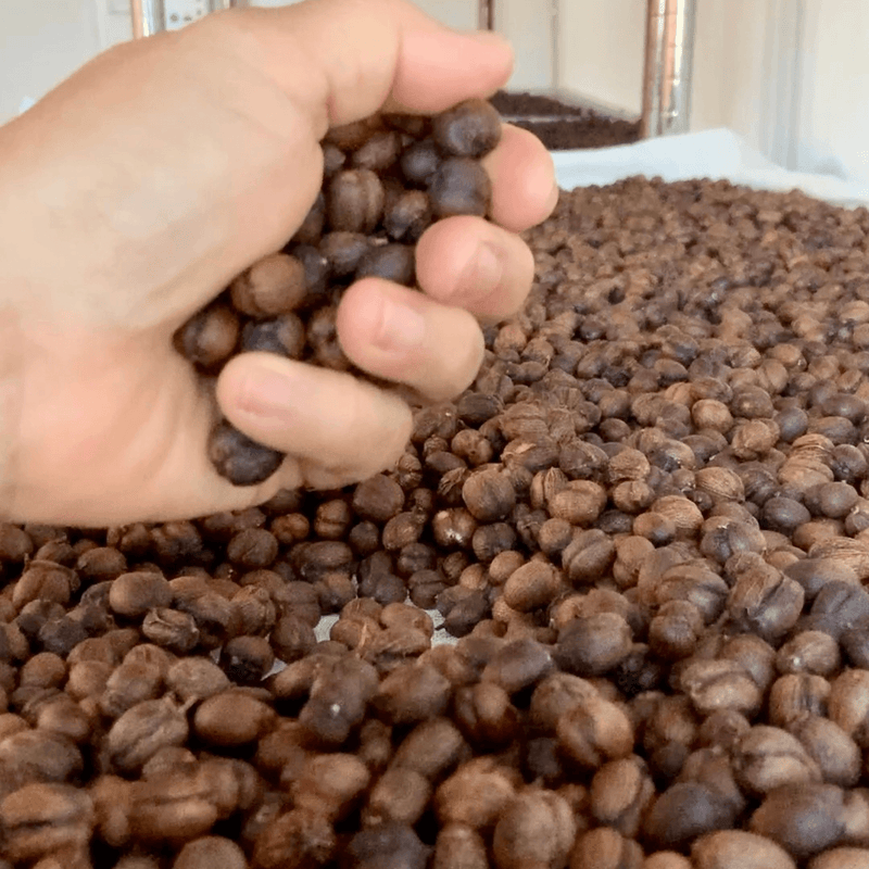 Raw Green Coffee Beans: Specialty Fine Robusta (Unroasted)