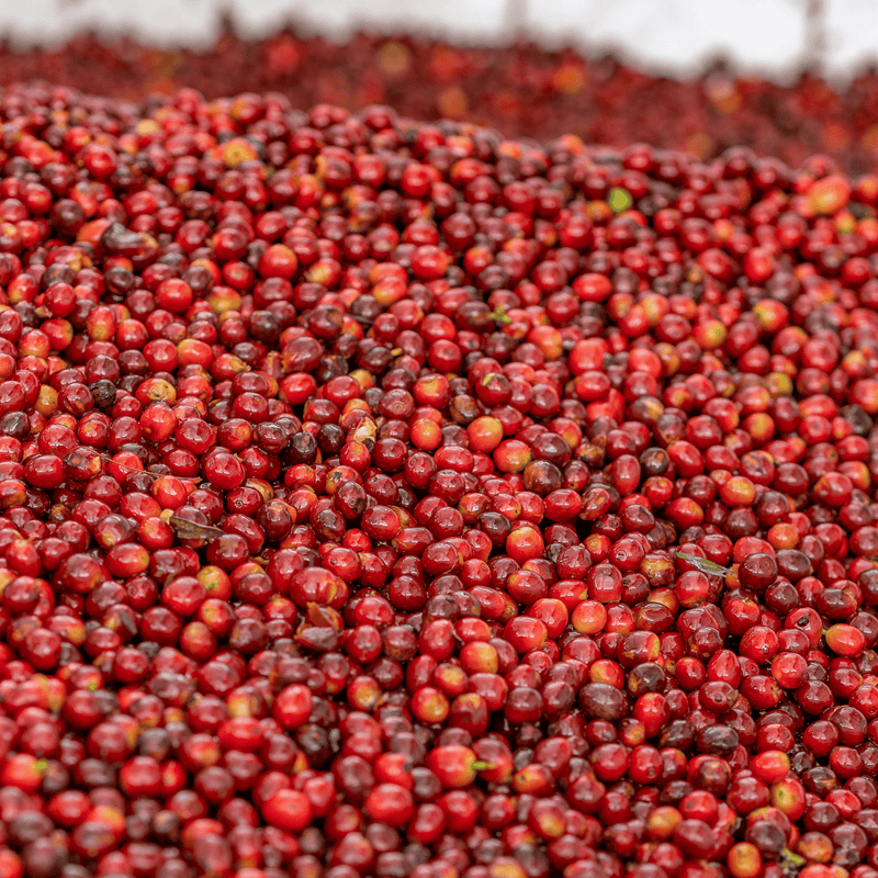 Southern Thai Cascara "Hot Honey" Infusion Kit