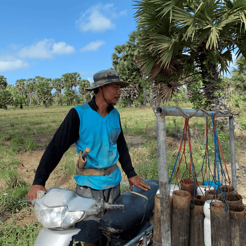 Premium Palmyra Palm Sugar (Unrefined)