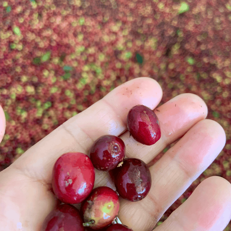 Premium Farm-Direct Specialty Fine Robusta (Whole Bean)