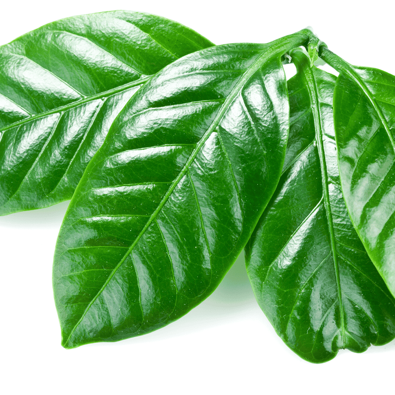 Estate Reserve Coffee Leaf Botanical Tea