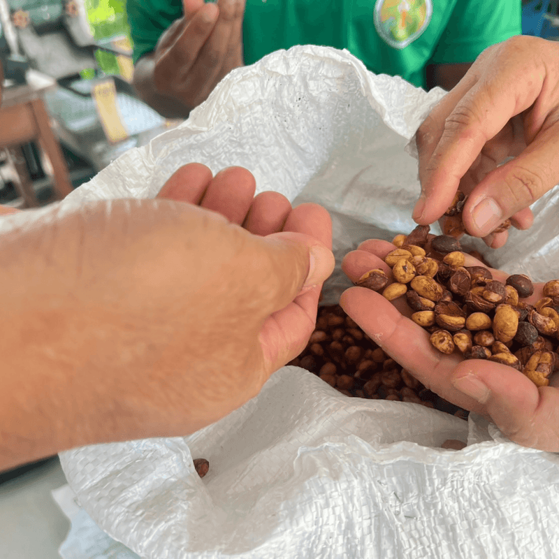 Raw Green Coffee Beans: Specialty Fine Robusta (Unroasted)