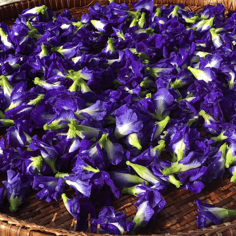 Color-Shift Butterfly Pea Mixology Kit