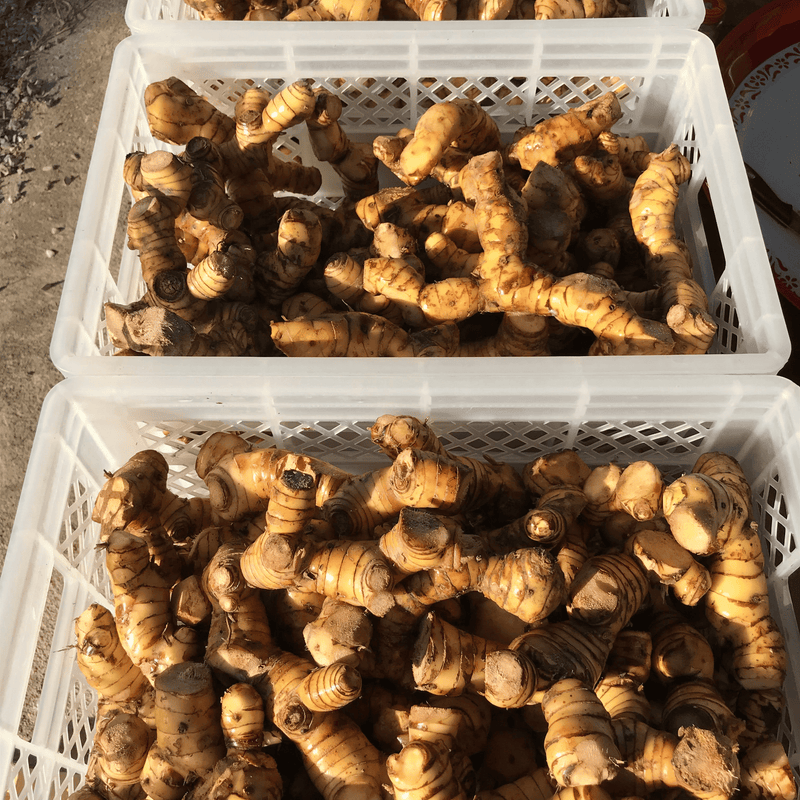 The Deep Earth Elixir: Wild Krachai & Galangal Vitality Kit