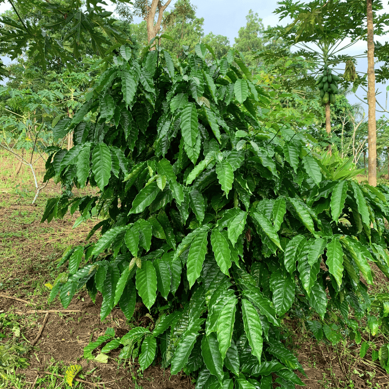 Estate Reserve Coffee Leaf Botanical Tea