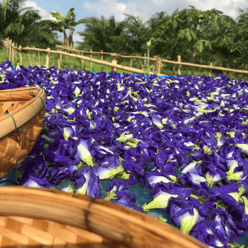 Color-Shift Butterfly Pea Mixology Kit