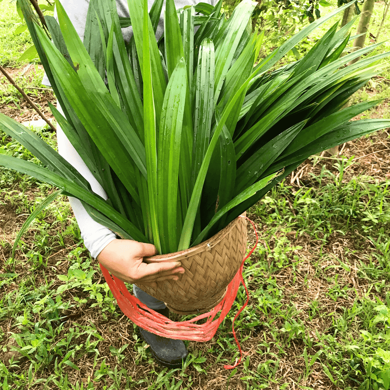 Estate Reserve: Black Krachai Vitality Infusion
