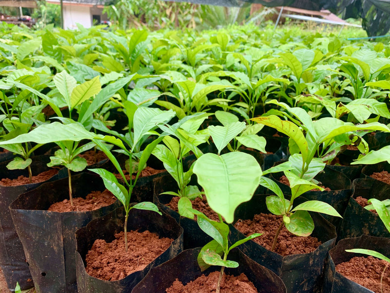 The Terra9 Annual Membership: "Adopt-a-Tree" & Premium Harvest