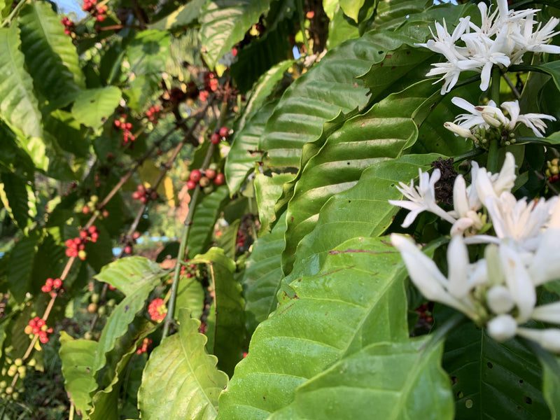 Robusta Coffee Blossom Wellness Infusion