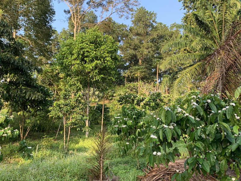 Robusta Coffee Blossom Wellness Infusion