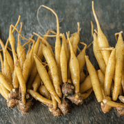 Dried golden Krachai roots for The Deep Earth Elixir vitality kit by Nine North Lake.