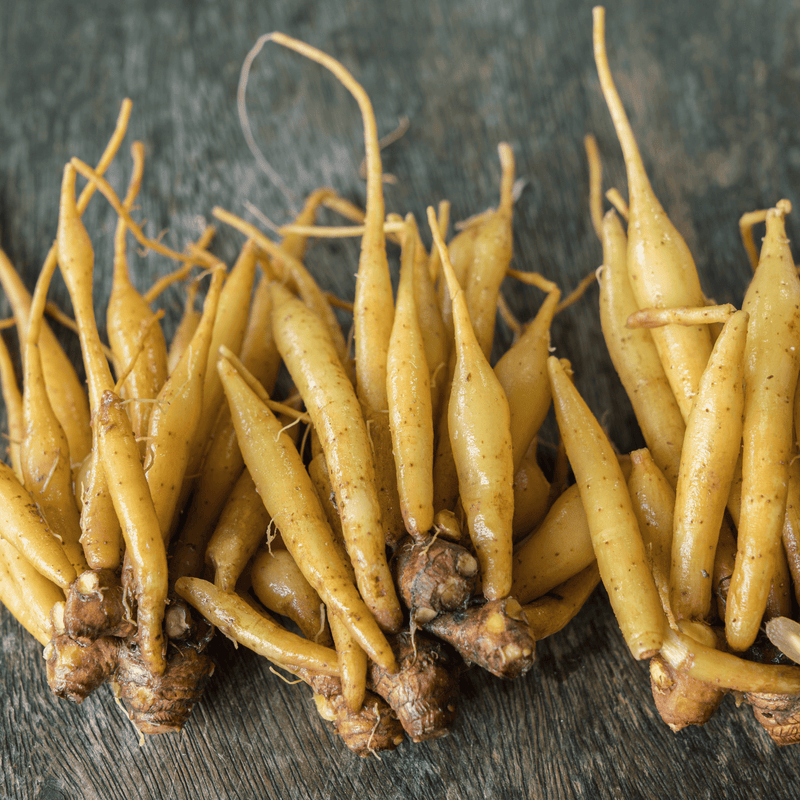Dried golden Krachai roots for The Deep Earth Elixir vitality kit by Nine North Lake.