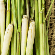 Freshly harvested estate lemongrass stalks for botanical mixology by Nine North Lake.