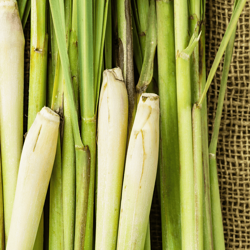 Freshly harvested estate lemongrass stalks for botanical mixology by Nine North Lake.